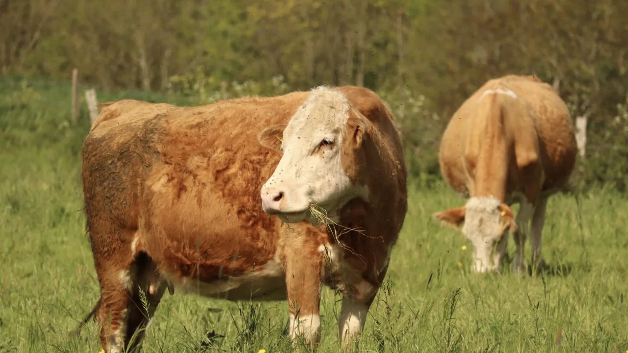 Câteva vaci pășunează într-un câmp verde, sub soare.