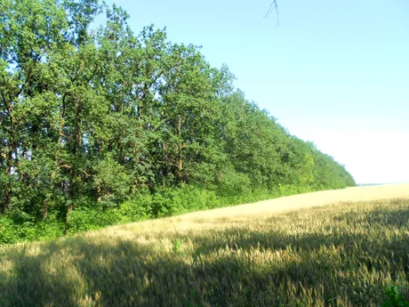Perdele forestiere care protejează culturile agricole de fenomene climatice extreme.