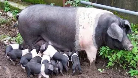 Porci și purcei într-o exploatație agricolă, simbolizând bunăstarea animalelor.