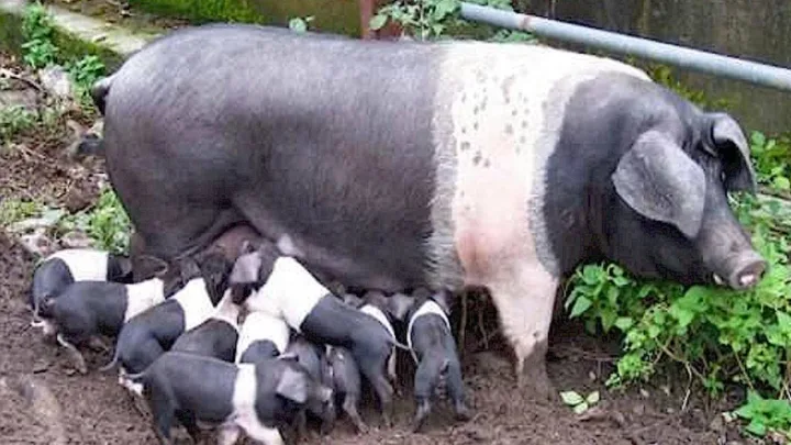 Porci cu purcei într-o fermă, evidențiind creșterea animalelor.