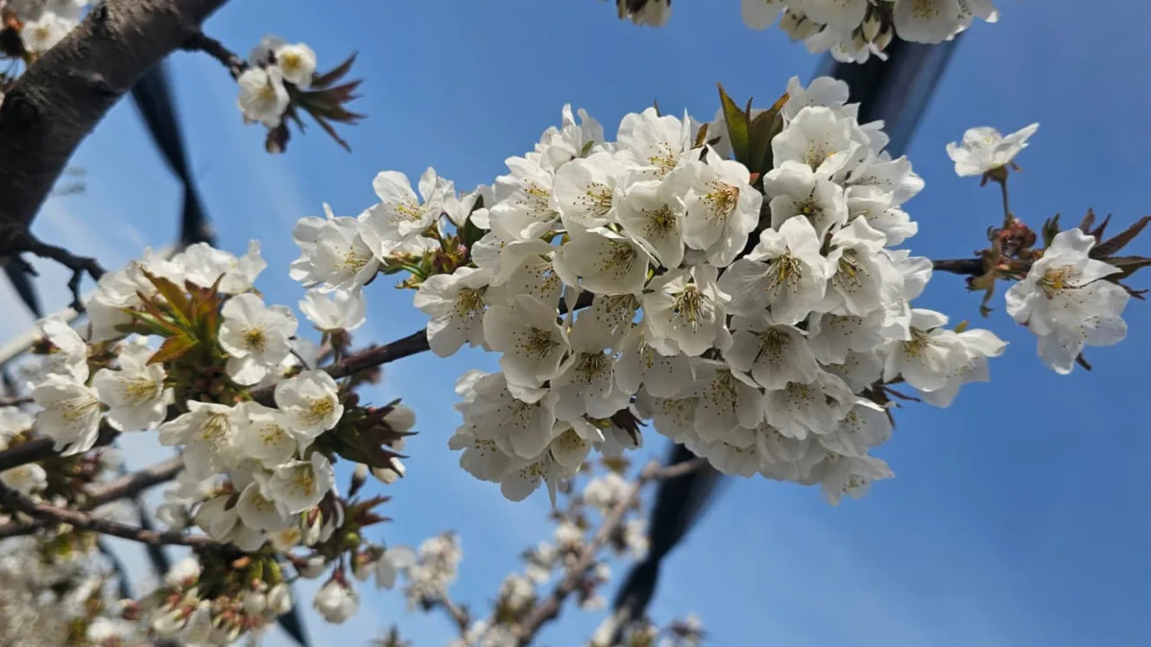 Flori albe de cireș în livadă, simbol al recoltei promițătoare.