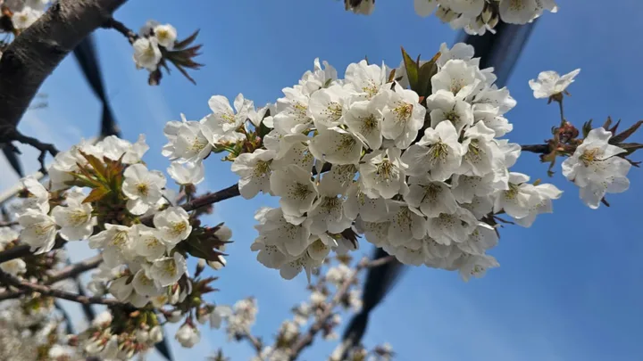 Flori albe de cireș în livadă, simbol al recoltei promițătoare.