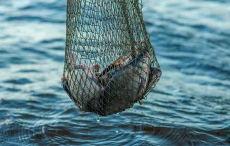 Peisaj acvatic cu pești capturați într-o plasă de pescuit.