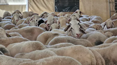 Grup de oi într-un adăpost, pregătite pentru îngrijire.