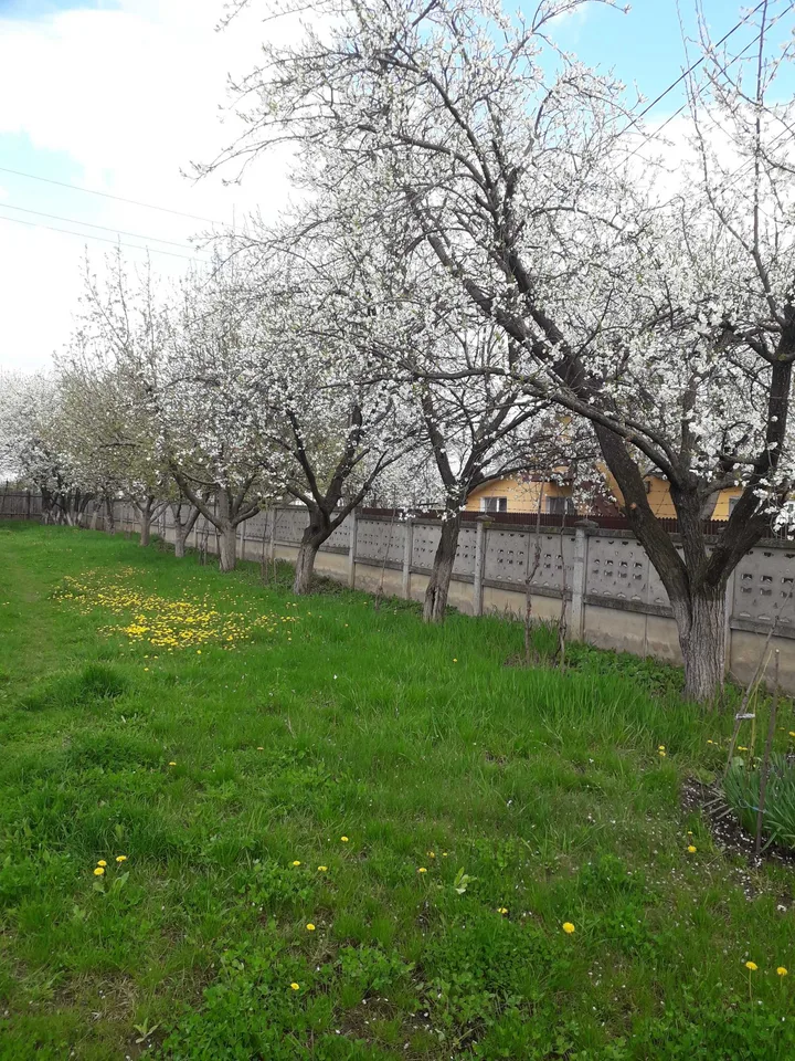 Livadă înflorită cu pomi fructiferi și iarbă verde, un loc de conectare cu natura.