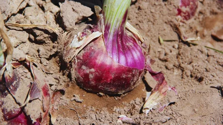 Soi de ceapă roșie cu gust blând, cultivat în Argentina.