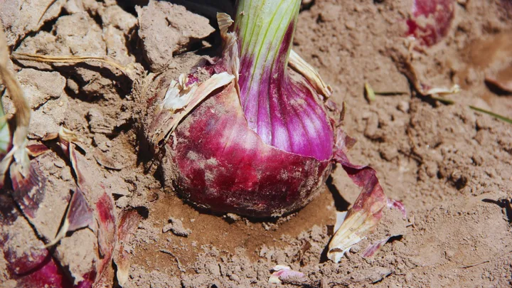Soi de ceapă roșie cu gust blând, cultivat în Argentina.