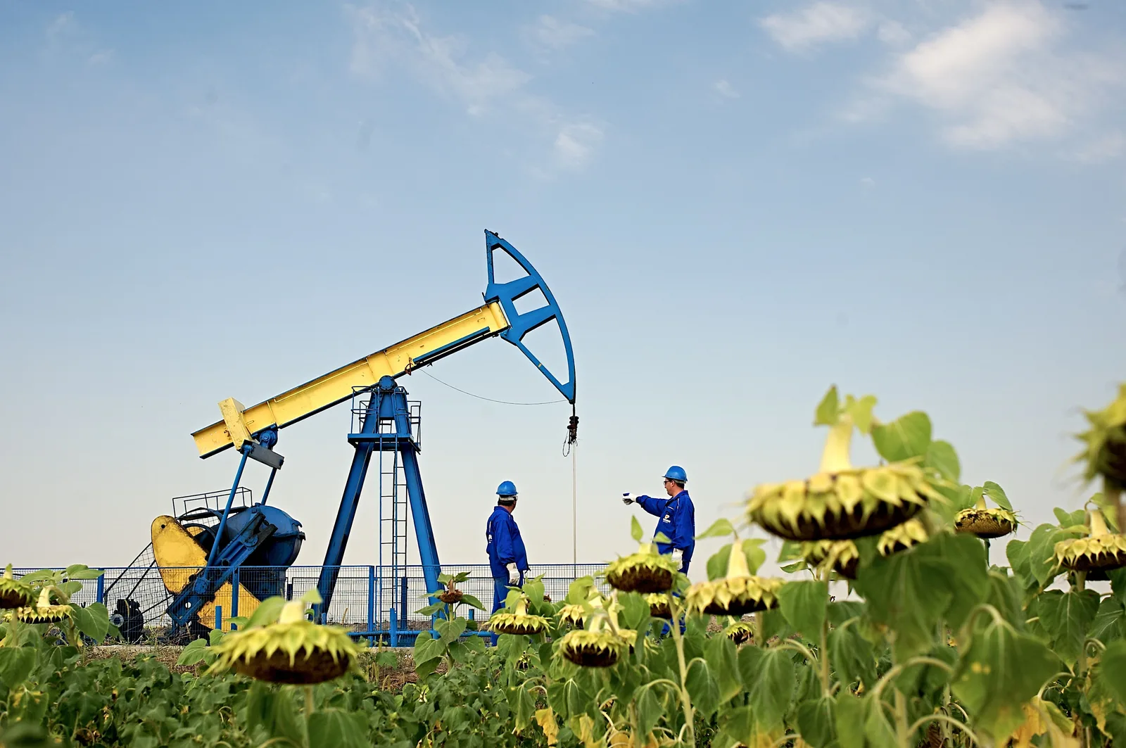 O pompă de țiței în câmpul de floarea-soarelui, cu muncitori la lucru.