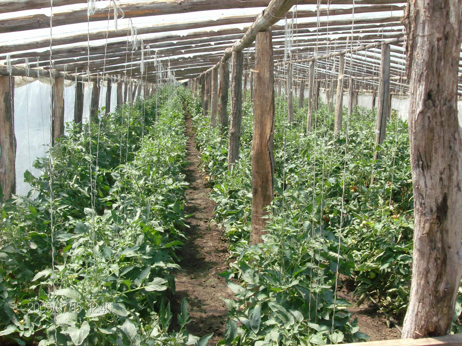 Sere comerciale cu plante, pregătite pentru recoltare în agricultură.