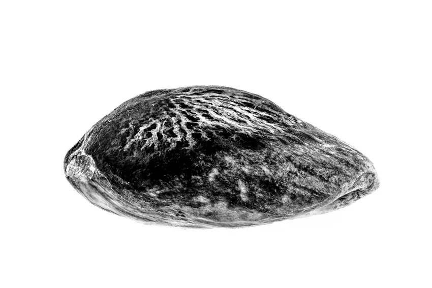 Un miez de nucă, fotografiat în alb și negru.