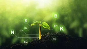 Planta tânără în sol, simbolizând inovația în agricultură sustenabilă.