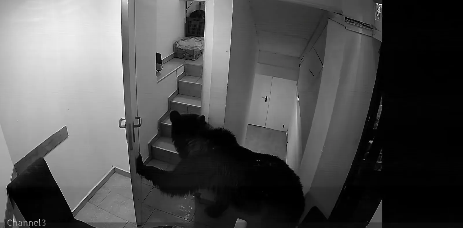 Urs intrând într-un hotel din Poiana Brașov, surprins de camerele de supraveghere.