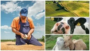 Fermier analizând recolta pe câmpuri verzi, cu animale domestice în fundal.