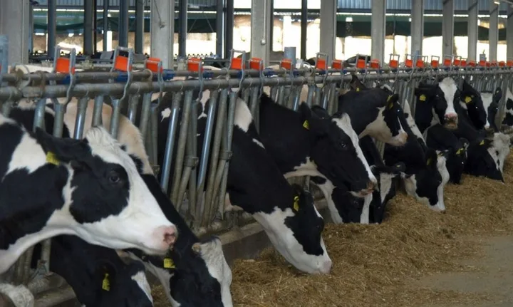 Vaci hrănindu-se într-un grajd modern, cu panouri solare pe acoperiș.