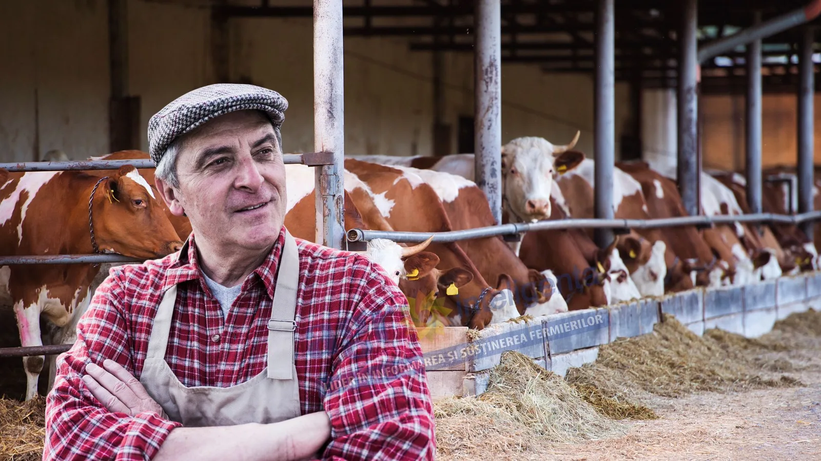 Crescător de animale în fermă, cu vaci în fundal, discutând despre subvenții.