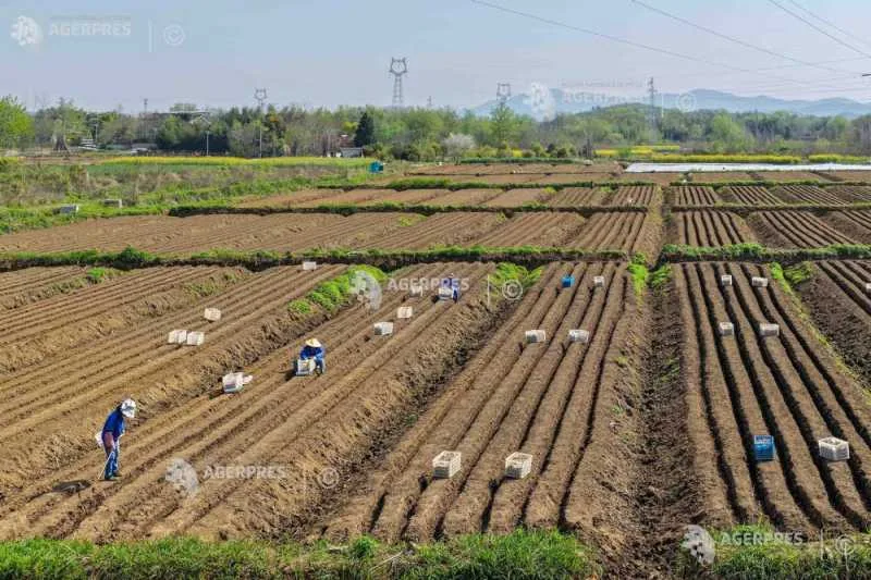 Fermieri lucrând pe câmpuri de orez, în fața provocărilor economice.