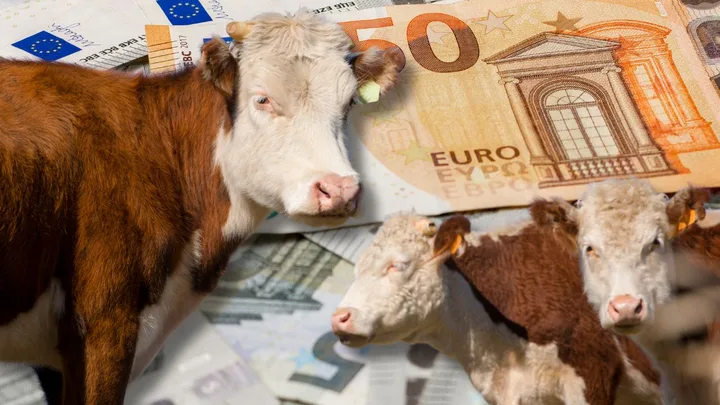 Tăurași și bancnote euro pe fundal, simbolizând subvenții agricole.