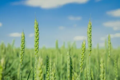Spicuri de grâu verde sub un cer senin, simbolizând producția agricolă.