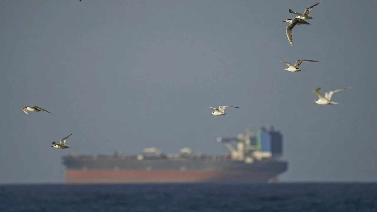 Păsări zburând deasupra unei nave cargo pe mare, în fundal.