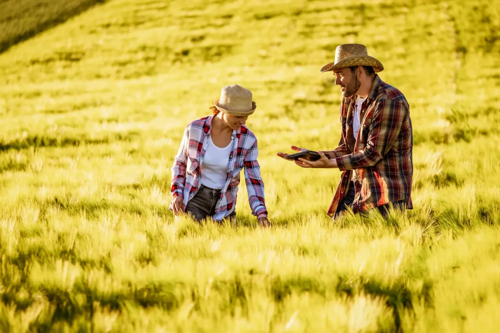 Fermieri discutând despre subvenții în câmpul de cereale.