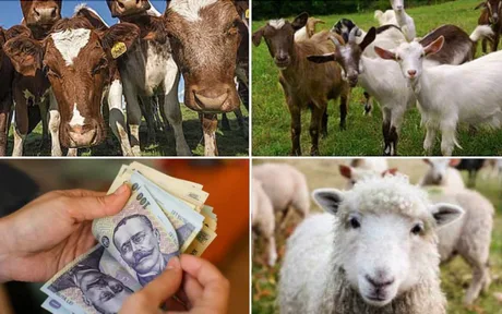 Animale de fermă și bani, simbolizând ajutoarele de stat pentru zootehnie.
