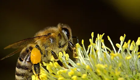 Albină polenizând o floare galbenă, esențială pentru ecosistem.