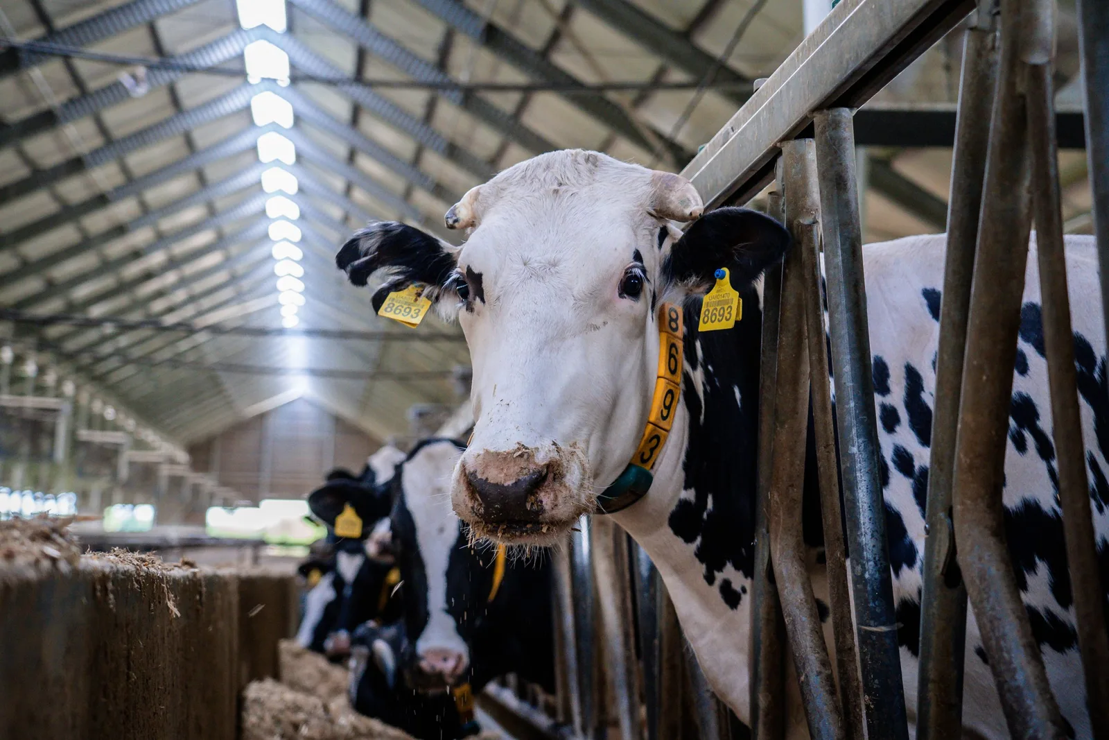 Vacă într-o fermă modernă, simbol al sectorului lactatelor din Ucraina.