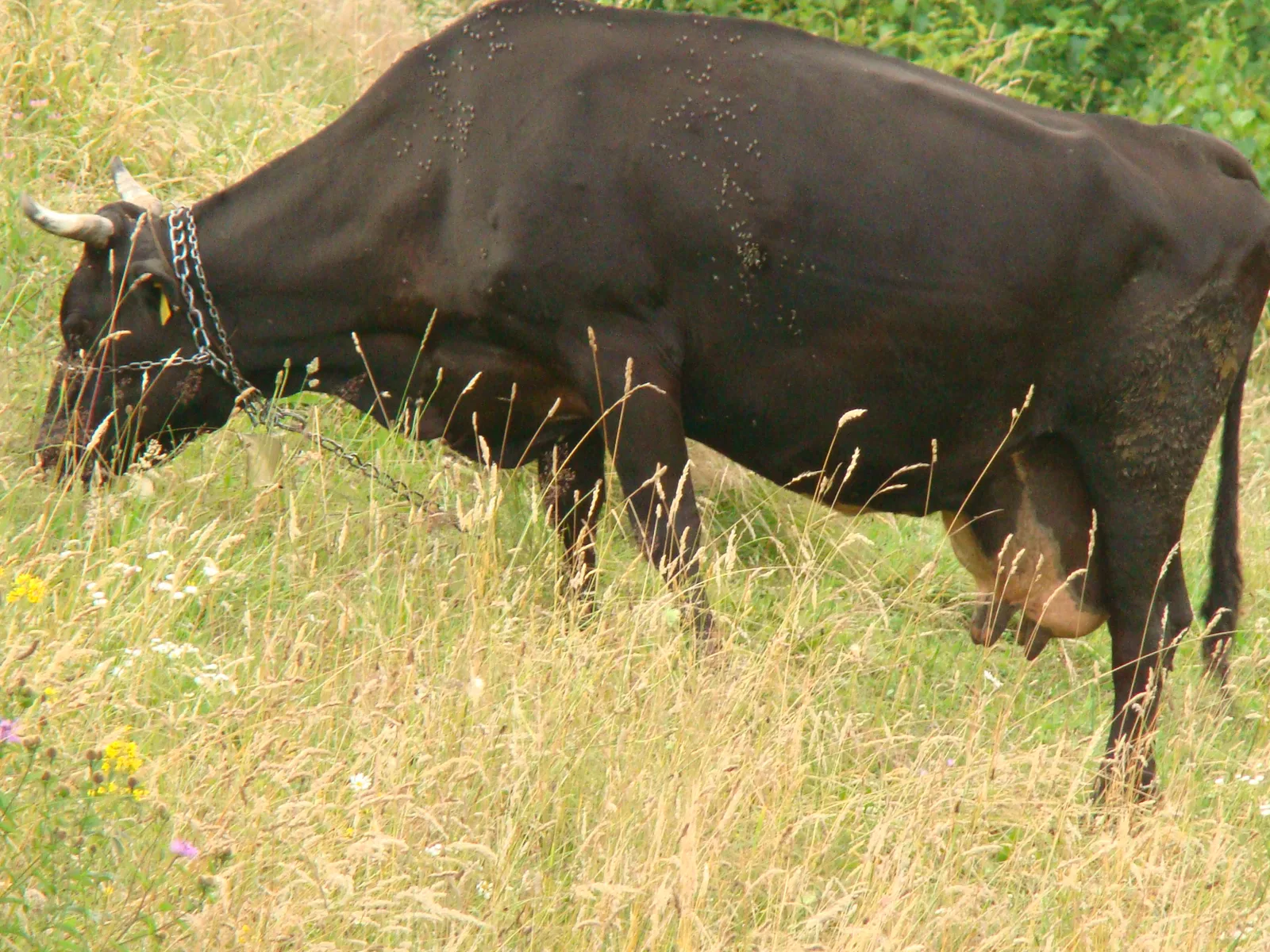 Vacă păscând pe un câmp cu iarbă și flori sălbatice.