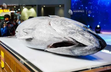 Un ton mare expus pe o masă, evidențiind importanța pescuitului sustenabil.