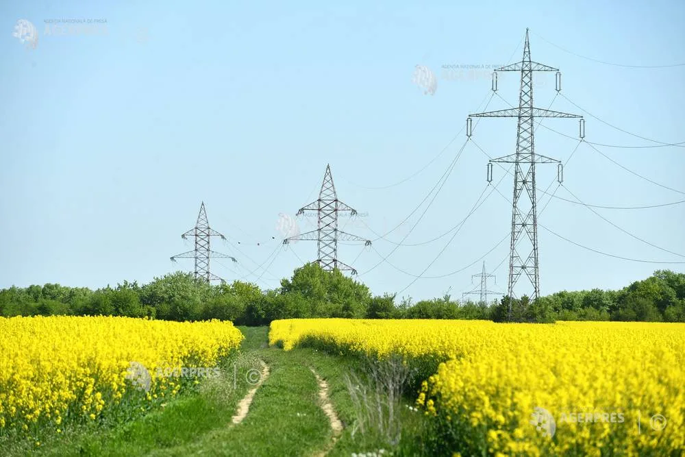 Câmp de rapiță cu stâlpi de electricitate pe fundal, într-o zi senină.