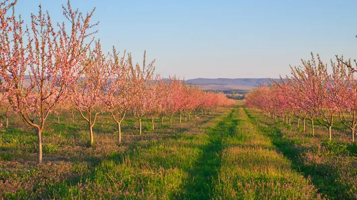 Livezi înflorite afectate de înghețul târziu din primăvară.