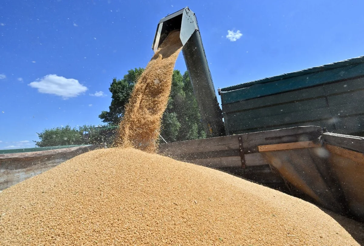 Grâu turnat dintr-un siloz într-un vehicul agricol sub cerul senin.