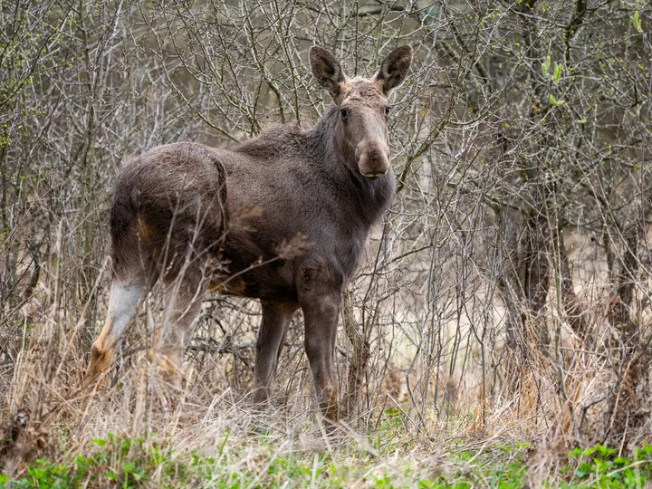 Elan în pădure, simbol al reîntoarcerii speciilor în România.