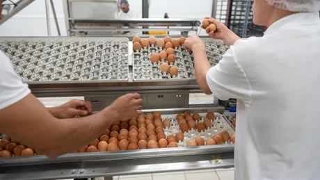 Producția de ouă în Franța se adaptează cererii crescute.