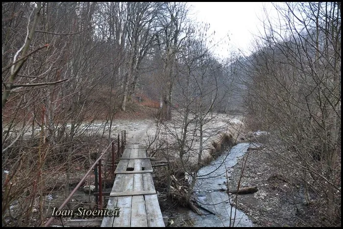 Pârâu curgător în Valea Leucii, cu vegetație de iarnă.
