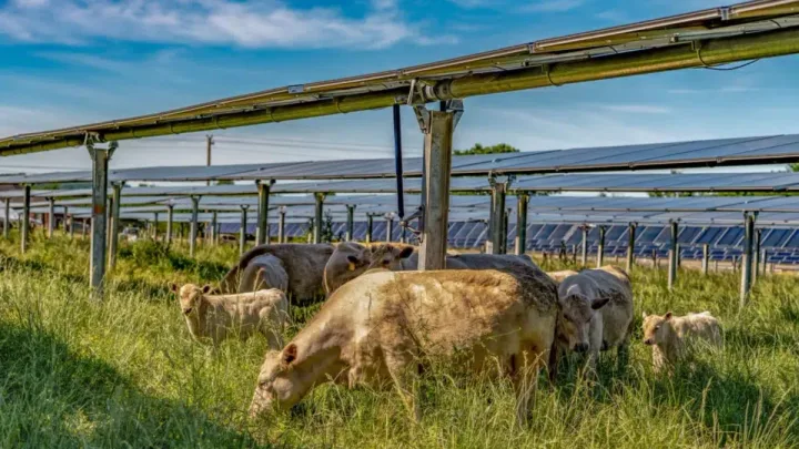 Vaci păscând sub panouri solare într-o fermă inovatoare din Tennessee.