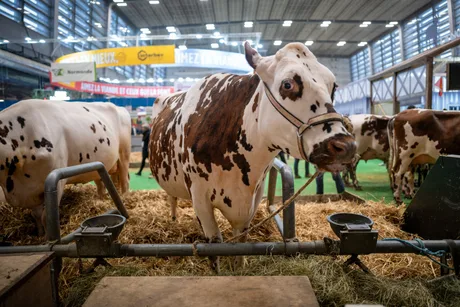 Vacă dintr-o fermă, pregătită pentru hrănire în sectorul zootehnic.