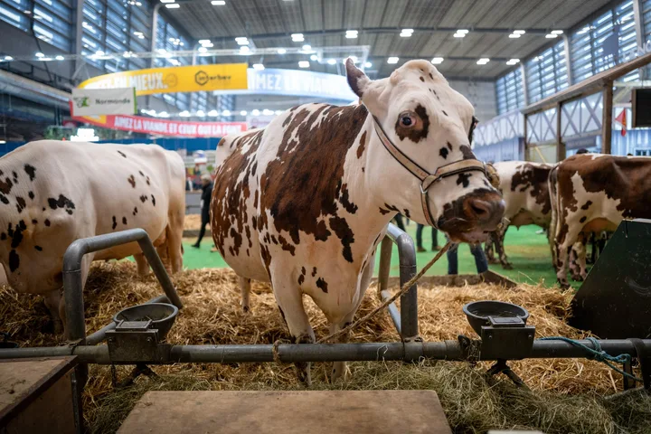 Vacă dintr-o fermă, pregătită pentru hrănire în sectorul zootehnic.