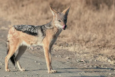 Măsuri de control pentru populația de șacali în Delta Dunării.