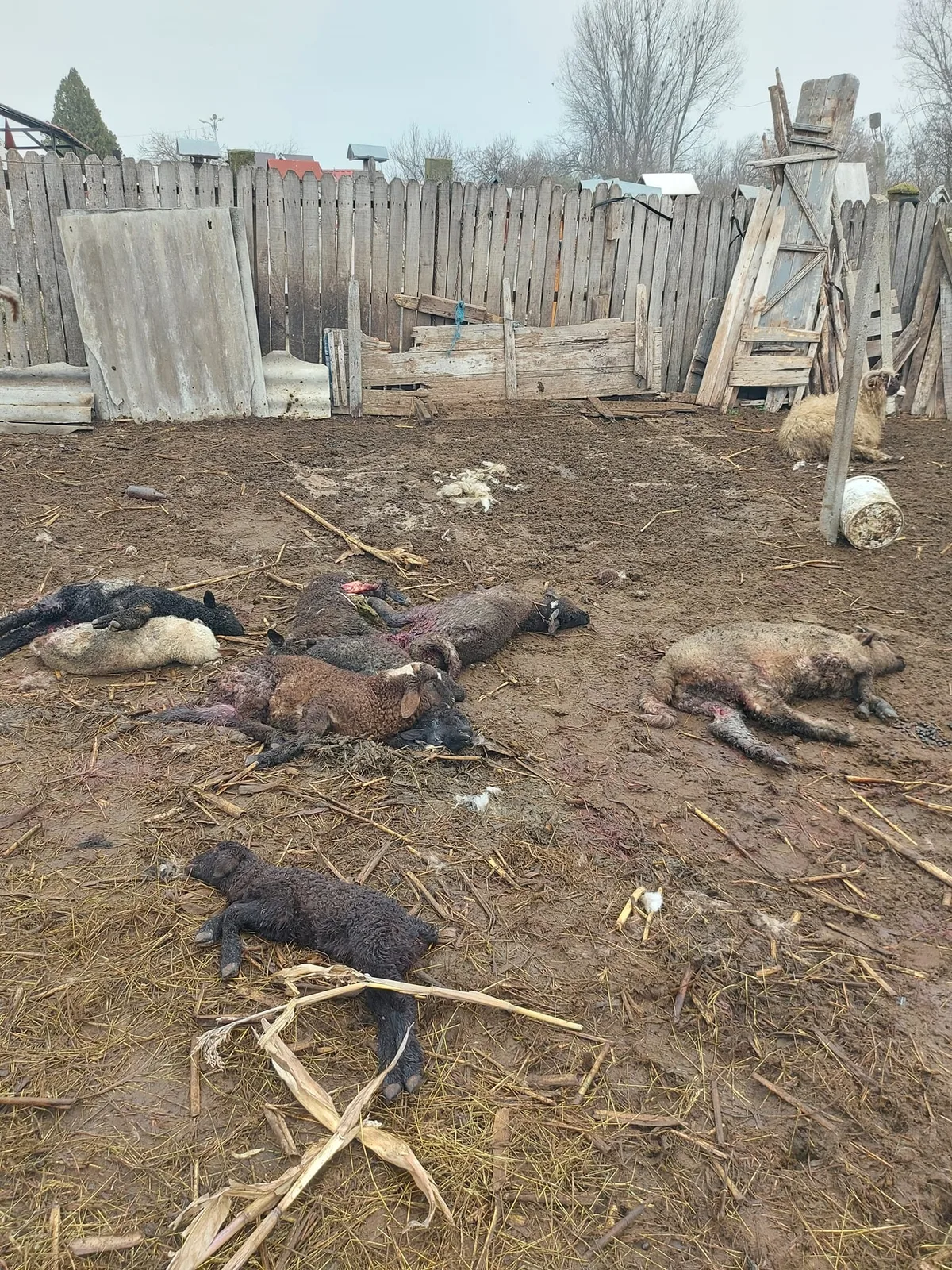 Cadavre de animale domestice afectate de atacurile șacalilor în gospodării.