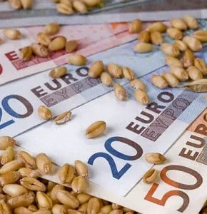 Bancnote euro și boabe de grâu pe masă.