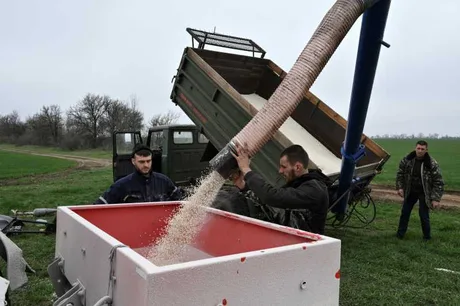 Fermieri care îngrașă solul cu îngrășăminte în câmp deschis.