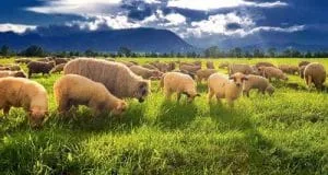 Turmele de oi pășunează pe câmp în lumina soarelui de primăvară.