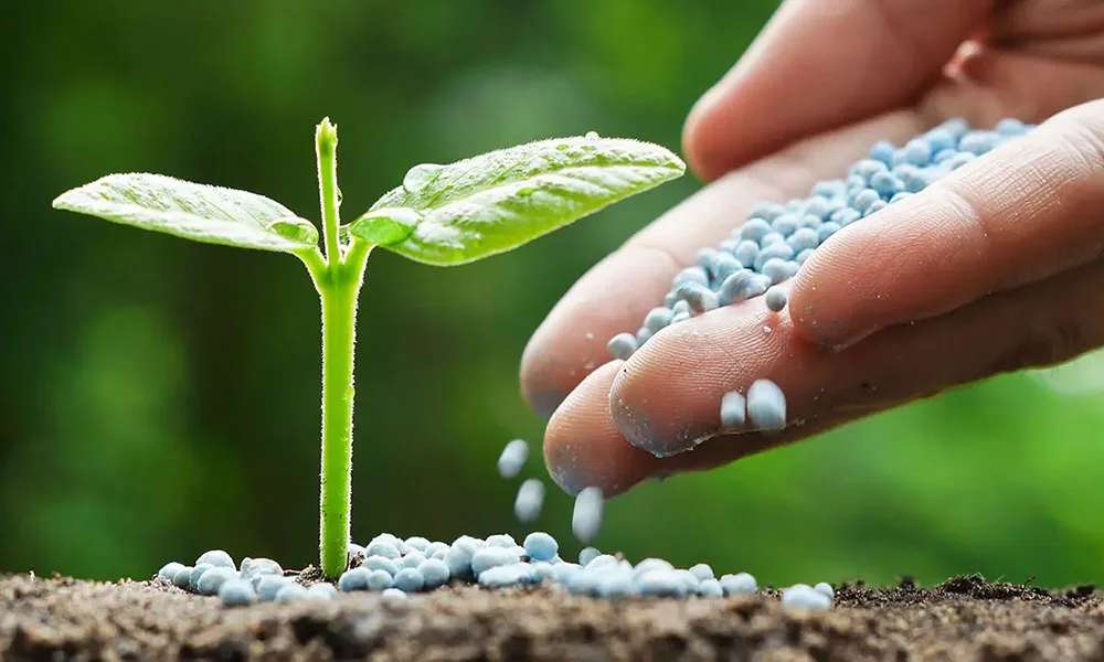 Mână care împrăștie îngrășăminte lângă o plantă tânără.