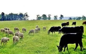 O turmă de oi și vaci pășunează pe un câmp verde.