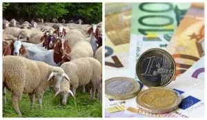 Crescători de ovine și caprine beneficiază de adeverințe pentru credite.