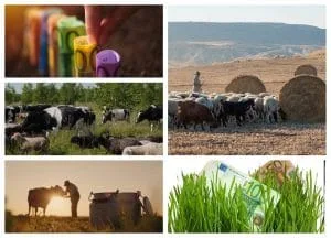 Fermieri și animale în peisaje agricole, evidențiind importanța subvențiilor.