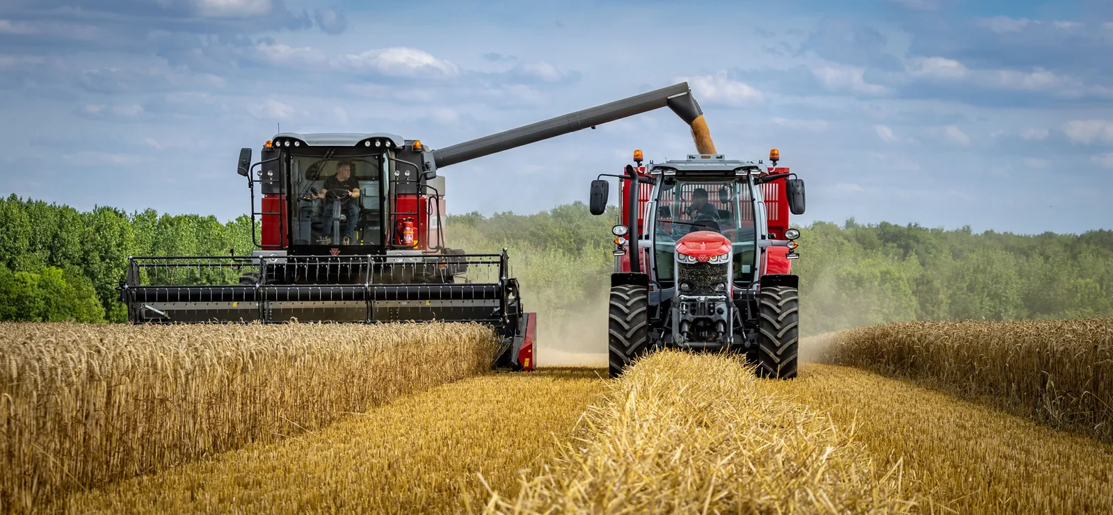 Tractoare în câmp, recolta de grâu în plină desfășurare.