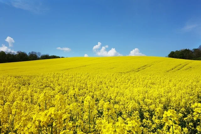 Câmp de rapiță înflorit sub un cer senin, simbol al agriculturii românești.