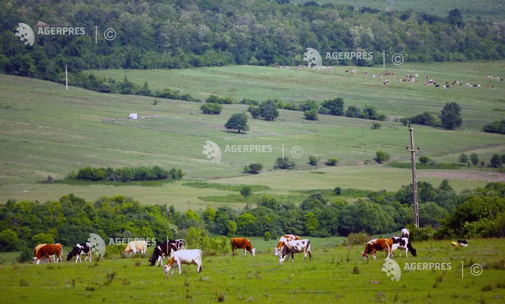 Fermieri pășunând pe o pajiște verde, cu animale în fundal.